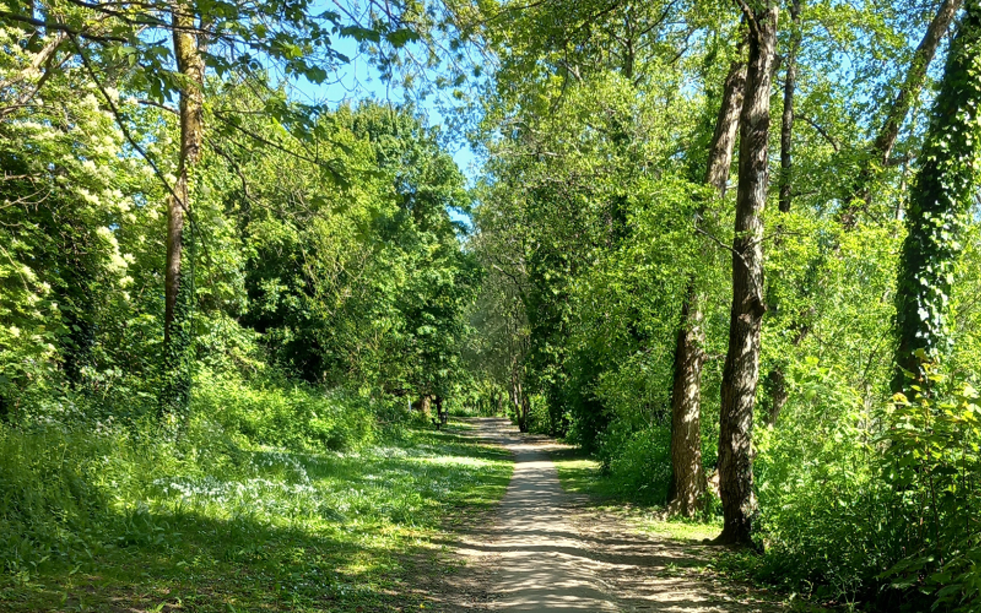 Wilderness Lake path