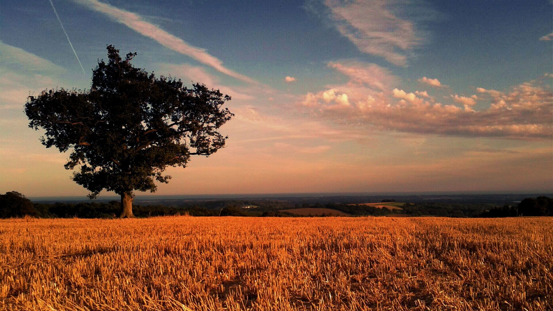 A lone oak stands amongst a field of cut grass in the countryside.