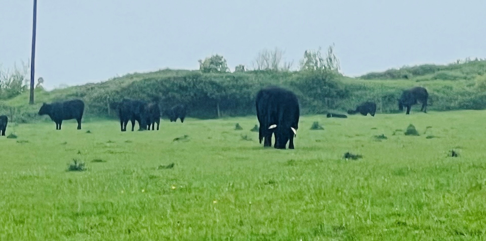 Organic Welsh Black Cows grazing