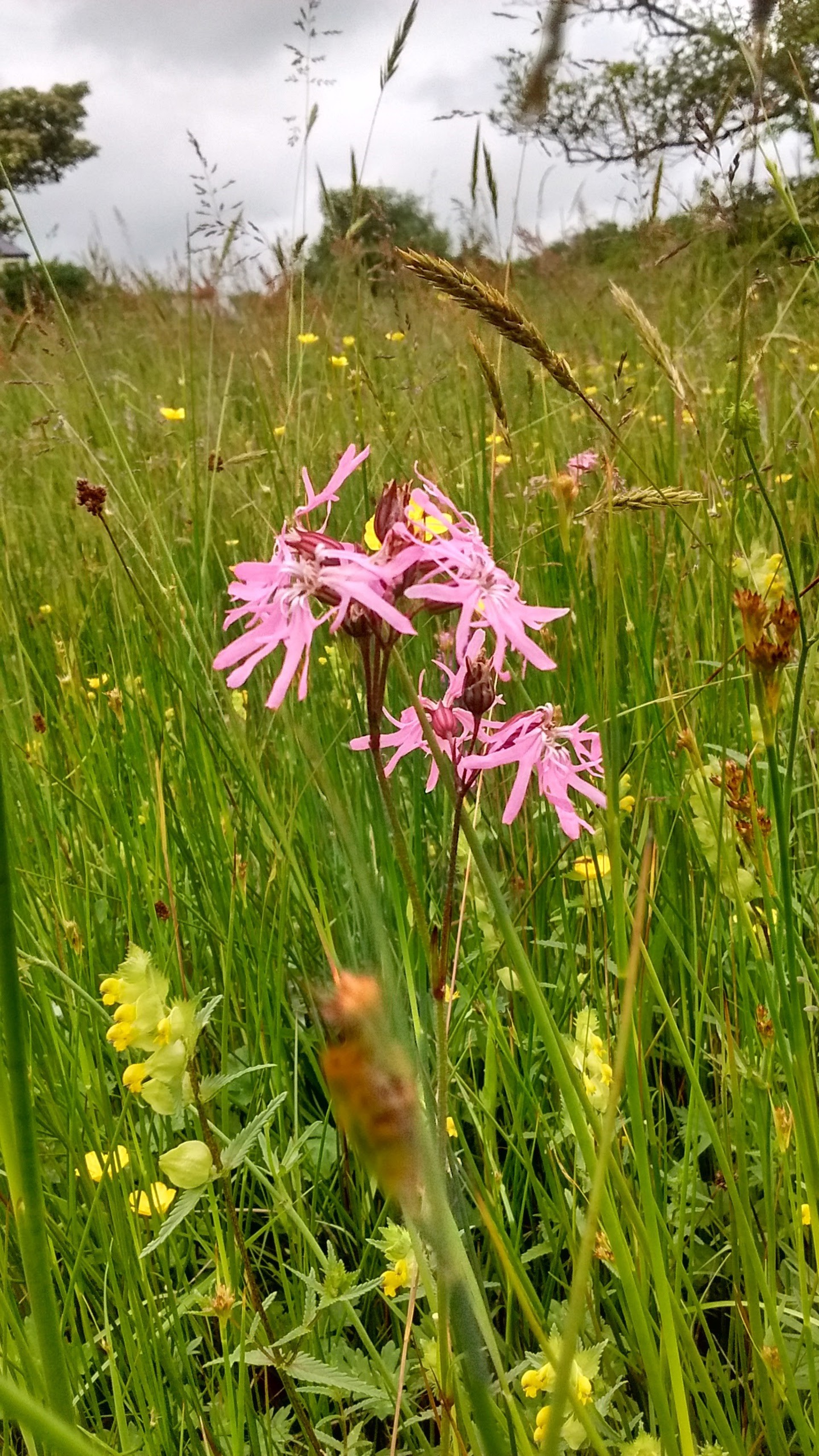Pink flower