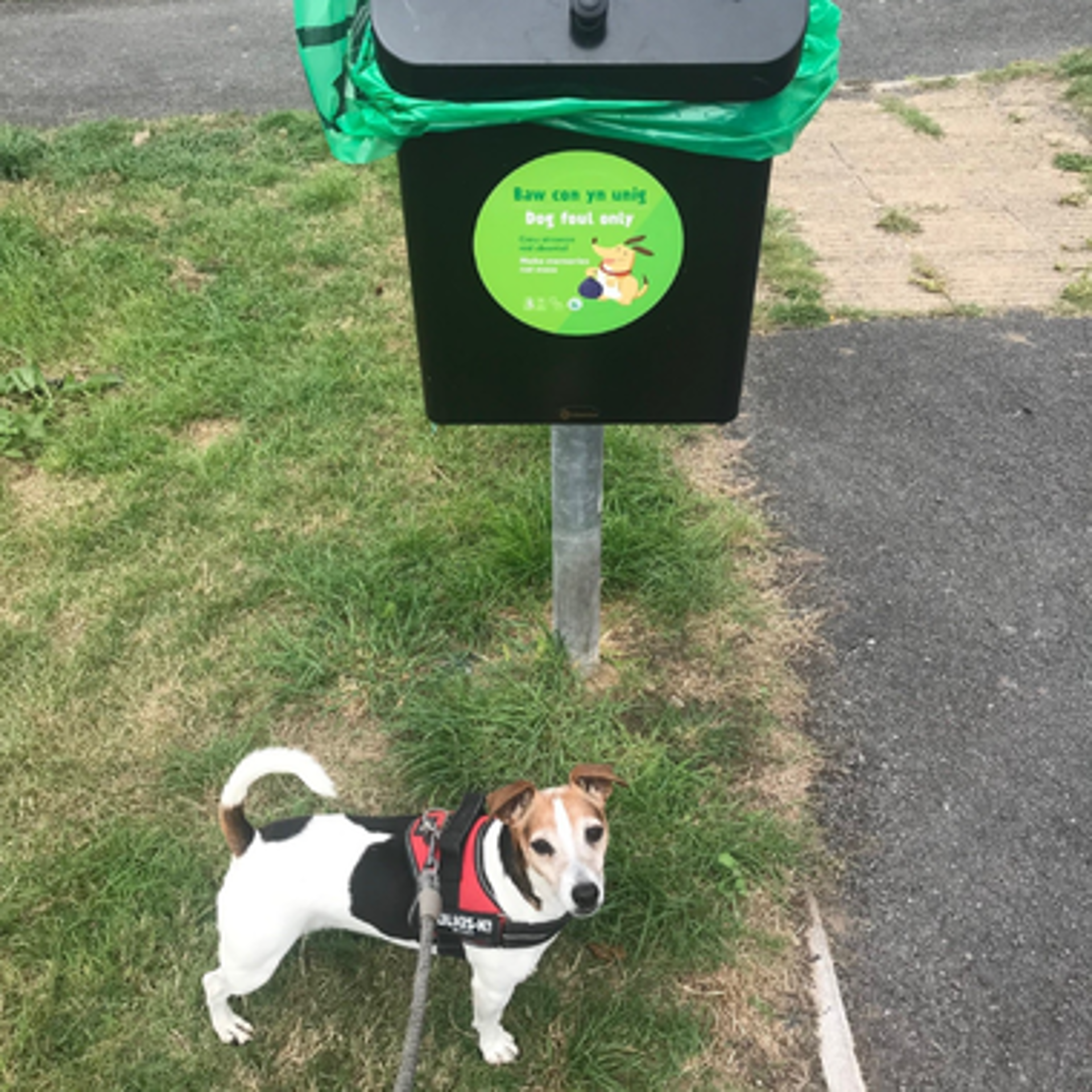 Dog pictured in front of dog fouling bin