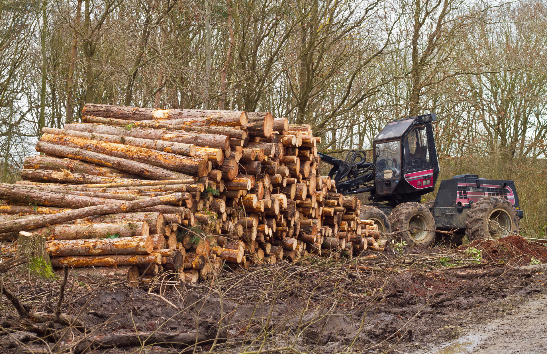 A pile of cut logs next to parked cutting equipment on muddy ground amongst woodland.