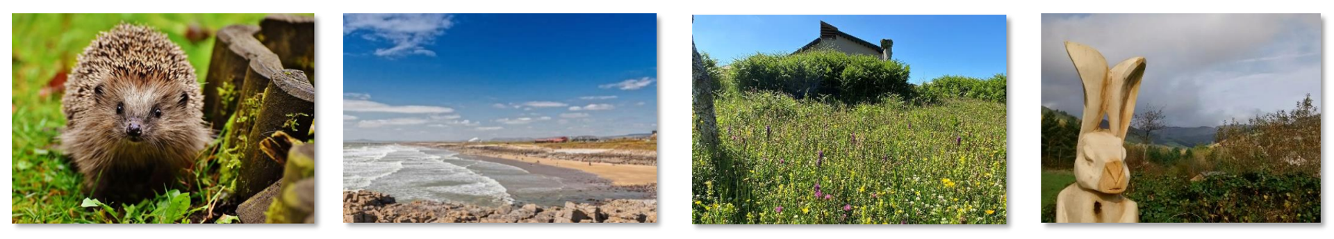 Nature from around the county borough